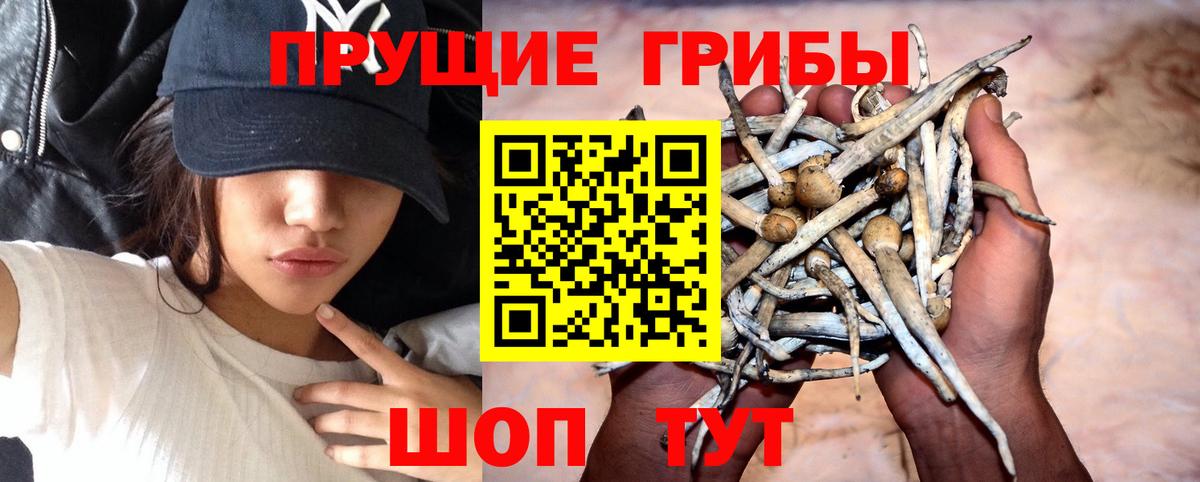 купить наркотики сайты  Псилоцибиновые грибы Magic Shrooms  Галлюциногенные грибы GOLDEN TEACHER  Вход с VPN  Кумертау 